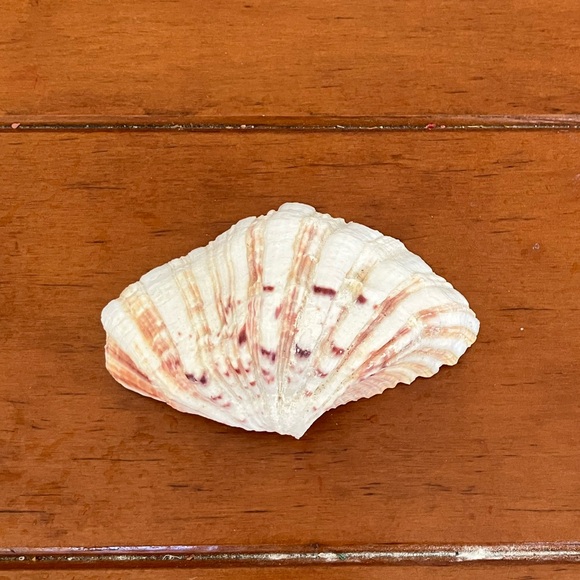 Clam Shell - Picture 2 of 3